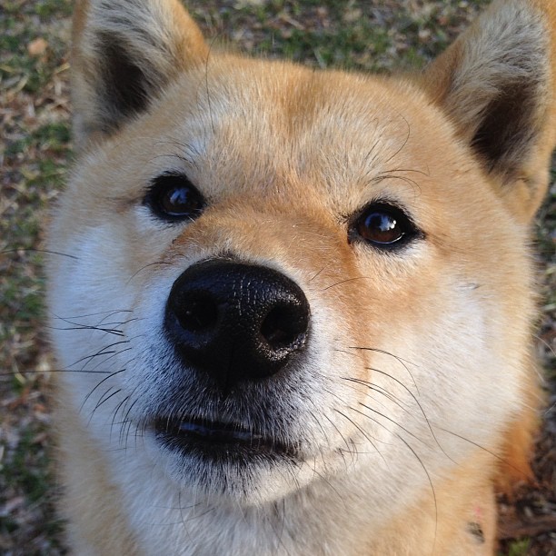 围场呼啸与球场呐喊，当F1引擎的轰鸣遇上CBA的绝杀心跳