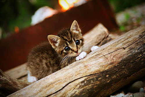 NBA季后赛改朝换代，灰熊撕裂雄鹿铁蹄，塔图姆在抢七夜宣告王权更迭