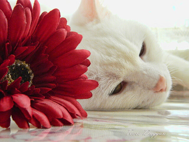 飓风之眼，皮克如何撕碎红龙铜墙铁壁？