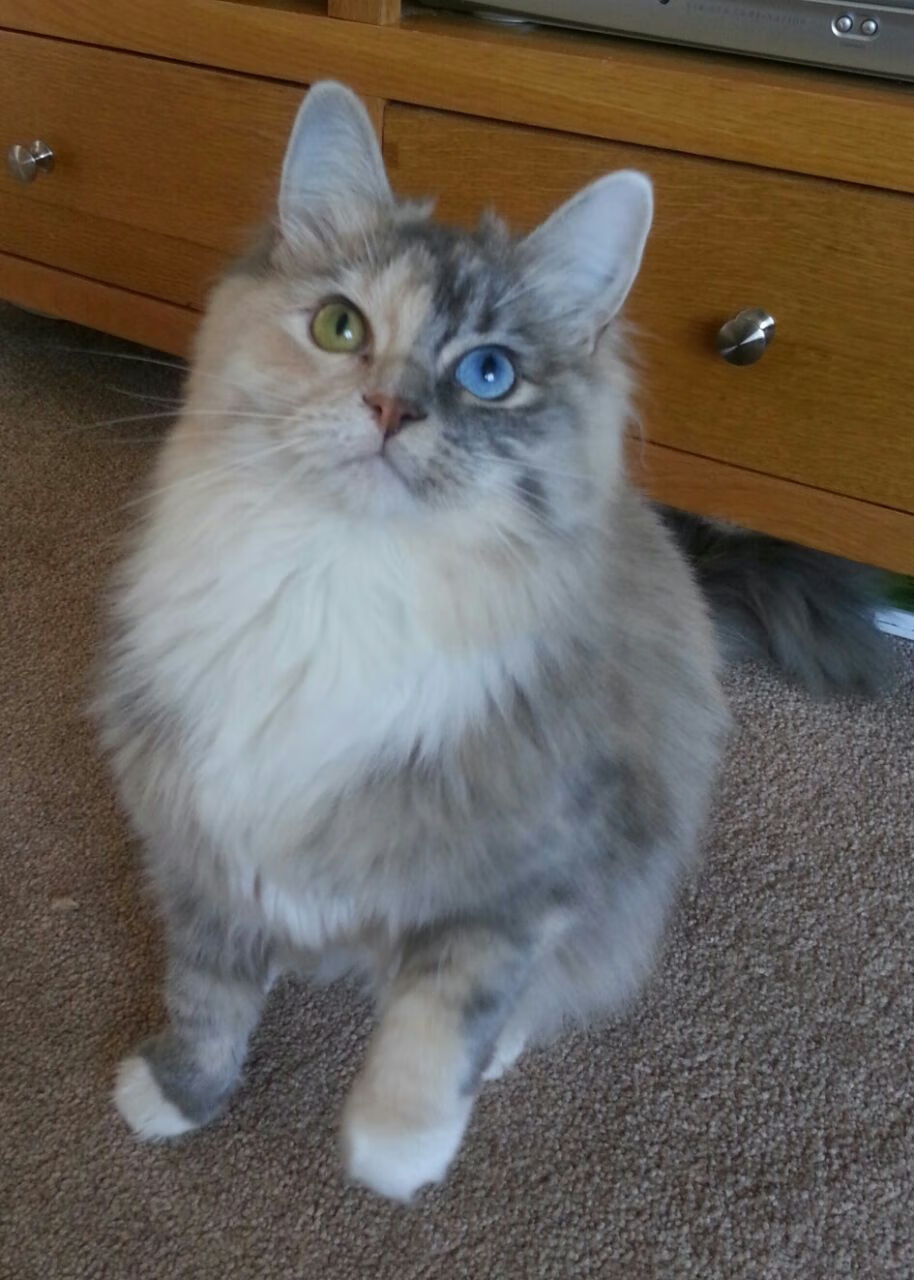 跨越维度的守护，当非洲雄狮的利爪遇见北伦敦的炮火—范戴克定义另一种唯一