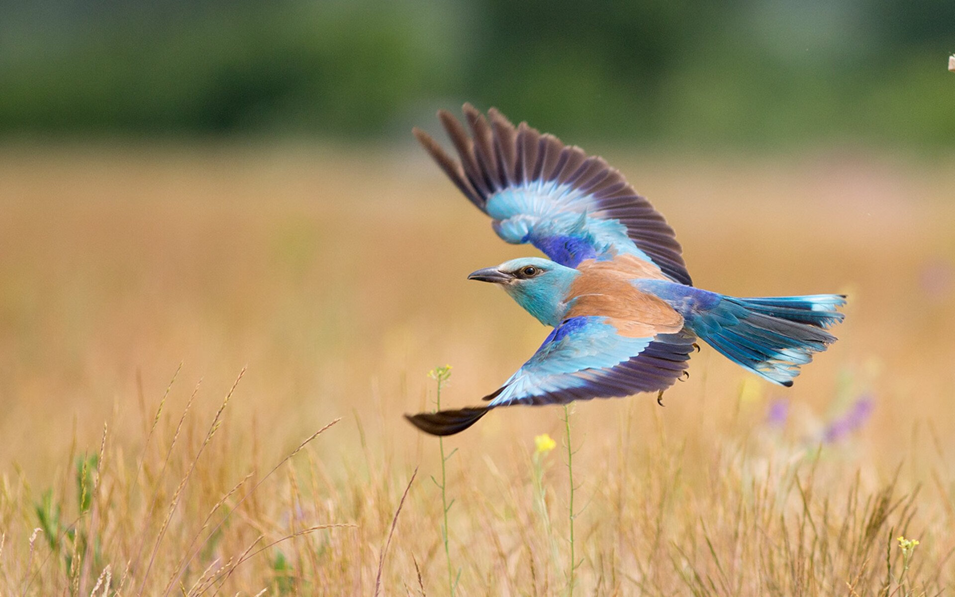 暴雨中的神之手，无名门将拉亚如何在绝境中改写委内瑞拉足球史