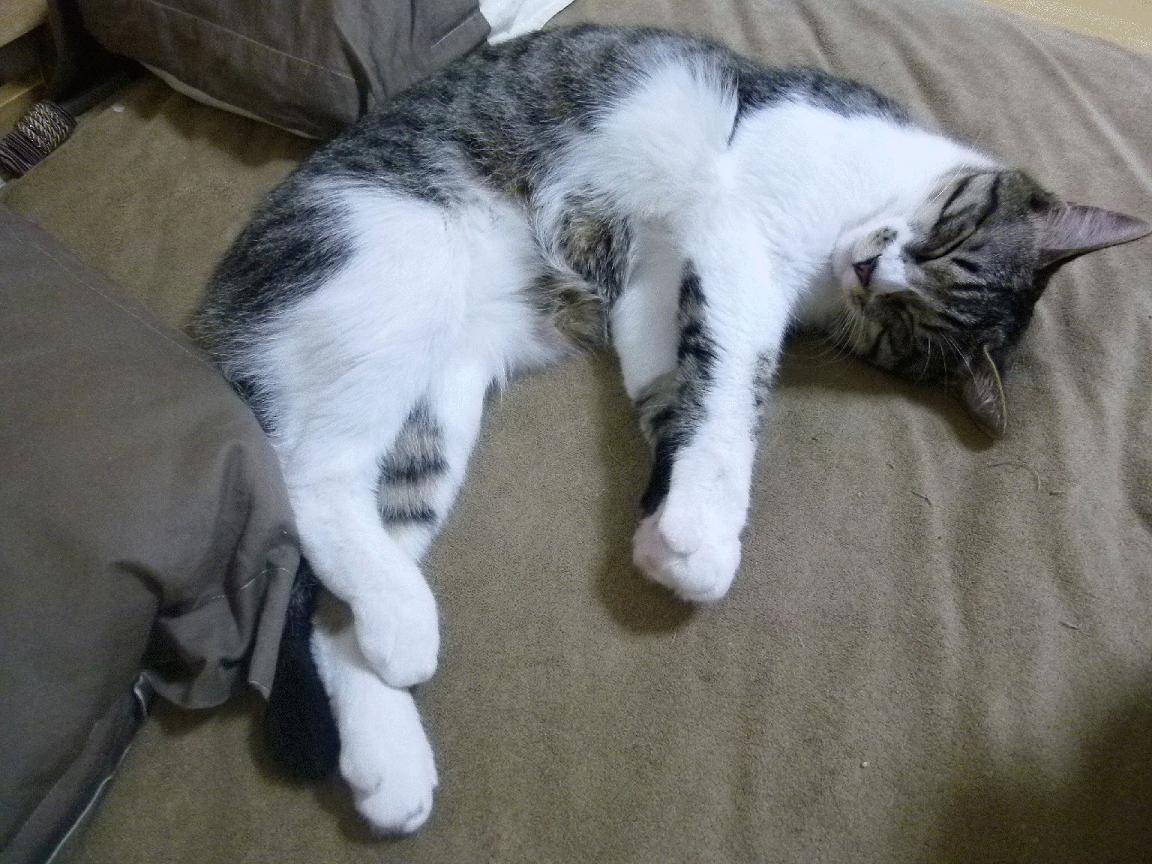 玄色逆戟，阿拉巴末节觉醒，巴黎吞噬博斯普鲁斯星光