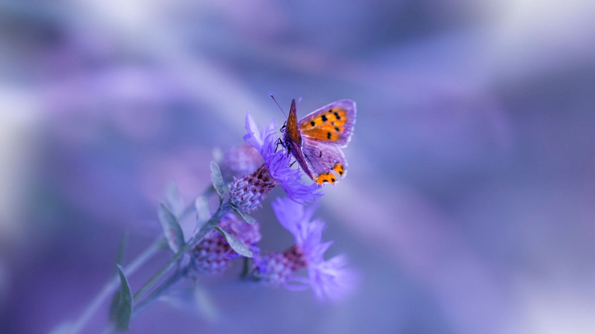 焦点之外的足球真相，当意甲焦点战遇见巴黎vs哥斯达黎加