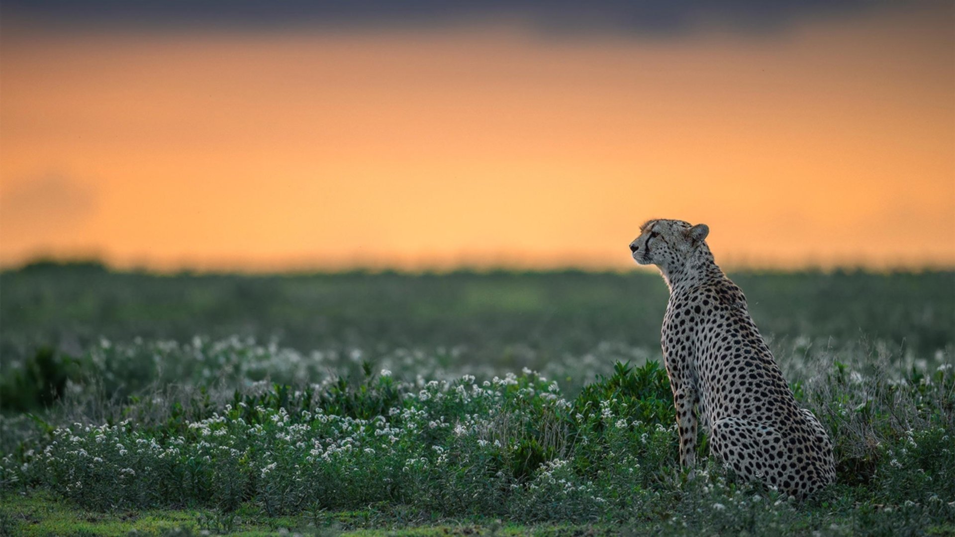 NBA铁蹄踏碎CBA神话！利拉德关键三分血洗浙江，浙江队主场沦陷成炼狱