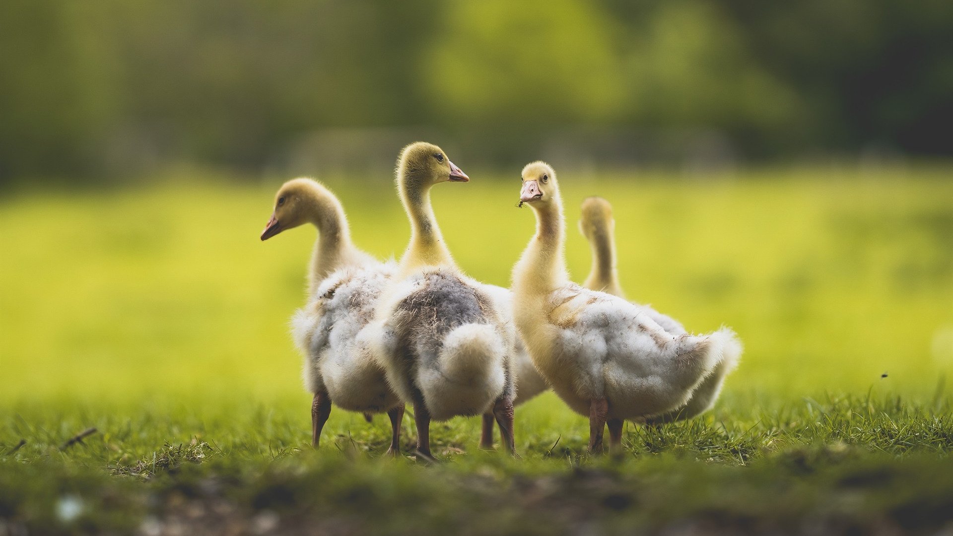 沉默中爆发的惊雷，奥亚尔萨瓦尔如何撕破德甲争冠的窒息之夜