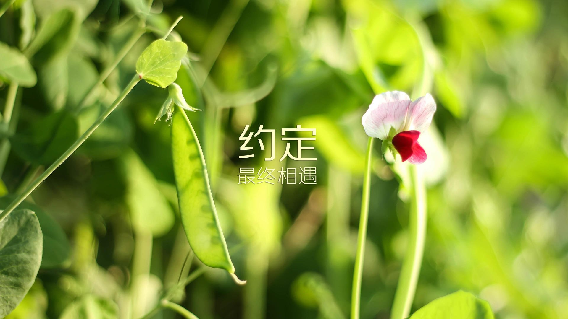 老将的黄昏与新神的黎明，莱万加冕，意大利在死亡之组的钢铁独白